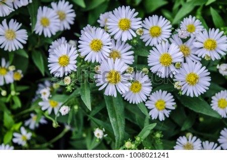 Symphyotrichum ericoides for decoration in the wedding. Royalty-Free Stock Photo #1008021241