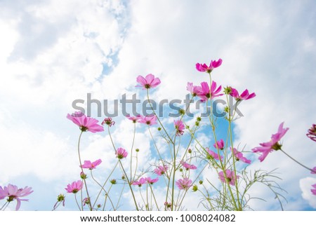 beautiful cosmos flower field, natural object, clipping with sky and cloud background,