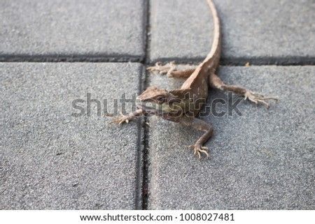 Chameleon, Asian breed Located in Thailand On the concrete floor