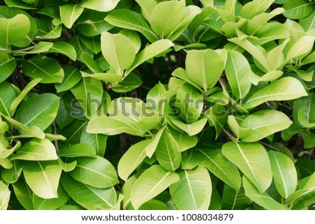 Green Leaves background. Free copy space for text.