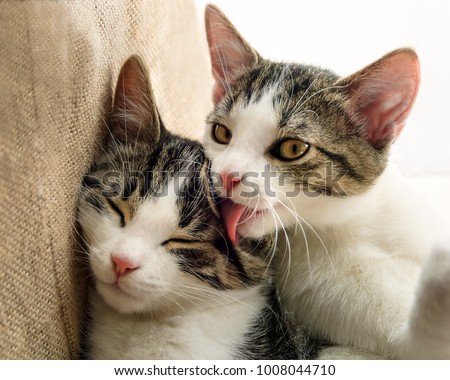 
Two cute young cat kittens, European Shorthair tabby with white, faces side by side, fondly grooming, a social behaviour
 Royalty-Free Stock Photo #1008044710