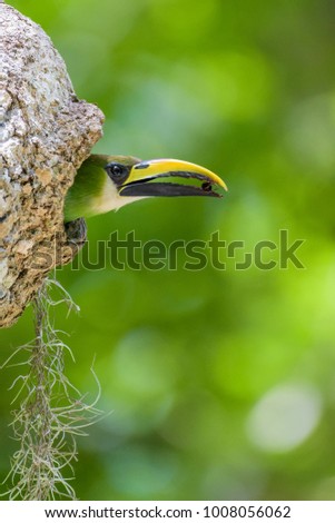 Emerald toucanet in its nest in Tikal, Guatemala