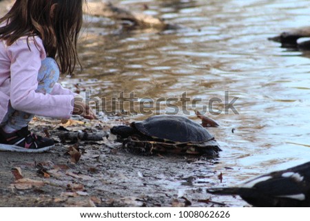 A little girl feeding a turtle at the lake