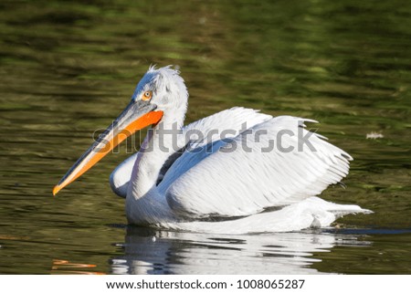 Dalmatian pelican swimming on a pond