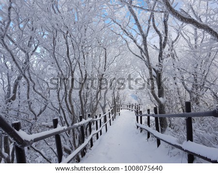 Snowflake covered tree at muju ski resort on deogyusan mountain in south korea.
