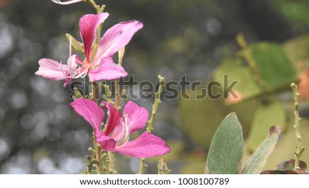 Closeup butterfly on flower, butterfly on flower in garden, flower blurry background with butterfly. Butterfly Pea on flower,