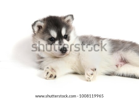 Cute puppy Siberian husky black and white