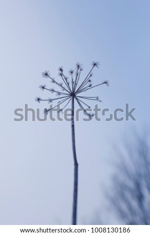 Winter flowers in a frosty forest. Northern plants, dry branches and grass. Snowfall in January. Blue fog, white snow, cold morning. Winter sky and field. Landscape outside the city.