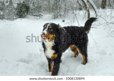 young girl of Bernese Mountain Dog on a walk in snowy forest. Portrait of a dog. Playing with the dog