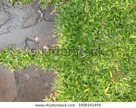 Empty space background wallpaper of fresh green leaf survive on rock wall