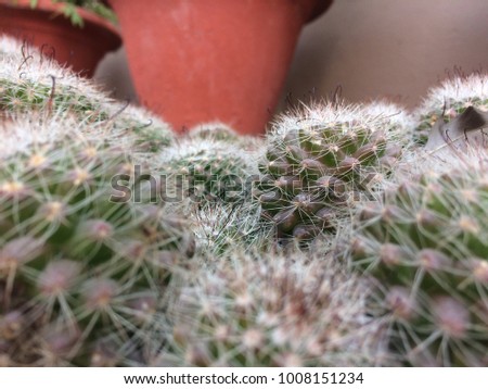 Cactus plant grows in desert’s and during the unfavourable condition cactus plant Store water.