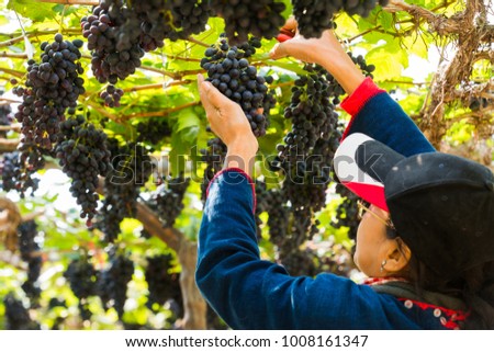 fresh grape in the farm taking care by farmer 