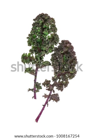kale, green kale, leafs, Brassica oleracea var sabellica, isolated on white