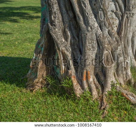 Weathered Tree Trunk With a Green Grass Backdrop.