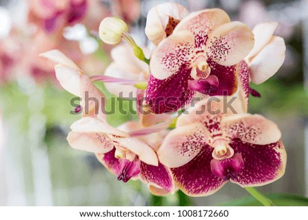 Beautiful of Orchid flower in Thailand