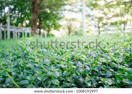 Greenish bush has been grown all over the garden of many residences to create more green space for better living of all resident