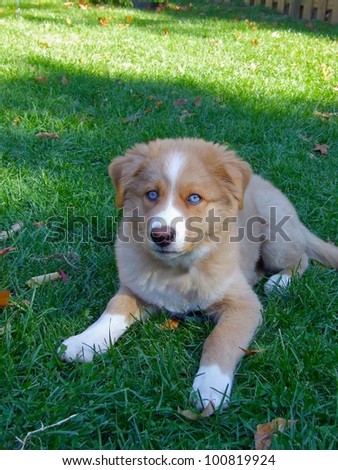 A blue eyed puppy laying in the grass in a yard
