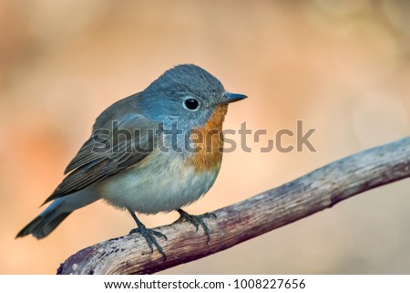 The red-breasted flycatcher is a small passerine bird in the Old World flycatcher family. It breeds in eastern Europe and across central Asia and is migratory, wintering in south Asia
