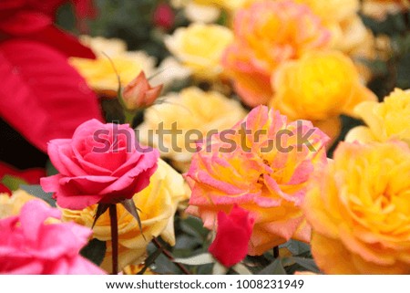 Blooming roses really beautiful