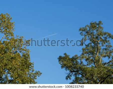 Low angle view into oak tree tops with sky and plane