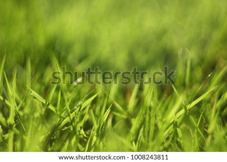Background with green grass, in the early morning,macro, selective focus