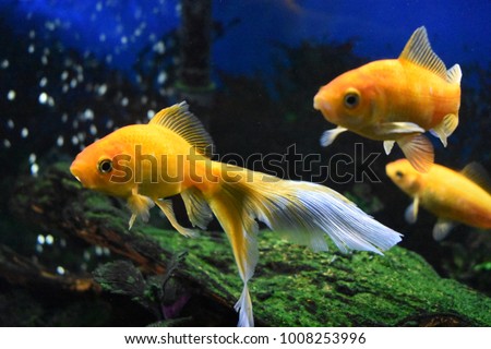 Three goldfish swimming in tank.