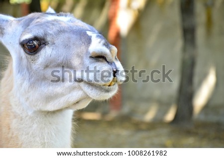 The South American pack-animal of the family. Camels with valuable wool. funny alpaca smile and teeth white llama close-up