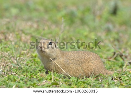 European Ground Squirrel or Souslik (Spermophilus  citellus) in Springtime, searching for Enemies