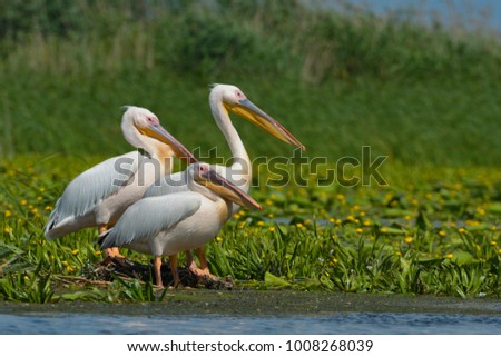 White Pelicans (Pelecanus onocrotalus) on a Floating Island in the Danube Delta Royalty-Free Stock Photo #1008268039
