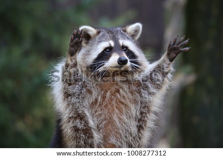 funny portrait of an racoon Royalty-Free Stock Photo #1008277312