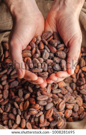 Hands holding freshly harvested raw cocoa beans over a bag with cocoa beans Royalty-Free Stock Photo #1008281695
