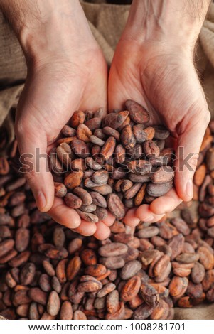 Hands holding freshly harvested raw cocoa beans over a bag with cocoa beans Royalty-Free Stock Photo #1008281701