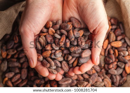 Hands holding freshly harvested raw cocoa beans over a bag with cocoa beans Royalty-Free Stock Photo #1008281704