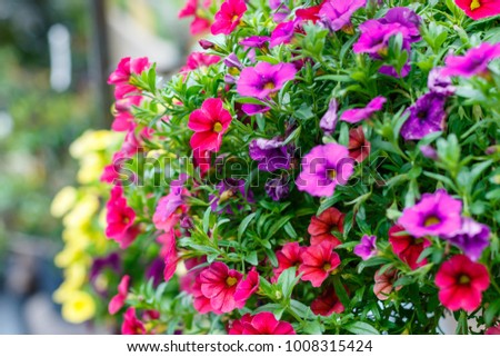 Yellowk Red, and Purple Million Bells Flowers (Calibrachoa). Royalty-Free Stock Photo #1008315424