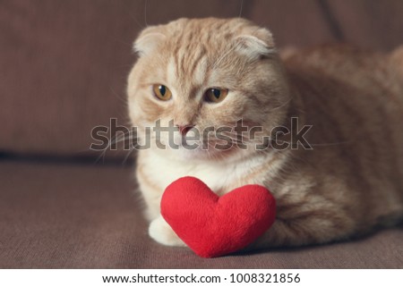 Red scottishfold cat and plush red heart
