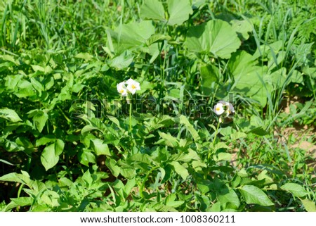 Flowers of potatoes on a bush. Flowering potatoes. White flowers