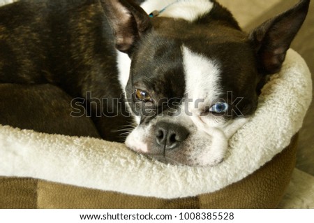 Boston Terrier, Toy-Breed Dog, Black and White Puppy, has One Blue and One Brown Eye with a Brindle Short Haired Coat opens her eyes slightly and look at a camera with straight face in a dog bed. 