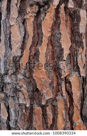 Close up view of the bark of a pine tree in Montpellier France. Orange, brown and grey surface. Rough wooden texture. Pattern with natural long pieces of different forms. Vertical dark lines. 