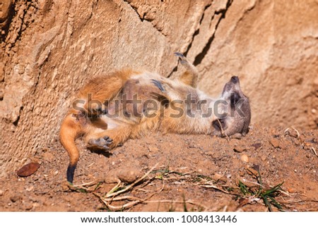 meerkat laying down looking at sky