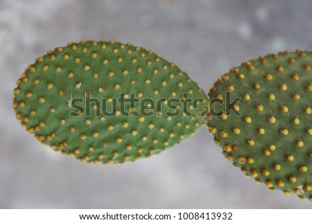 Close up view of a cactuc called opuntia microdasys, cactaceae family. Botanical picture taken in Montpellier plants garden France. Prickly texture. Patterns with many thorns on green surface.  