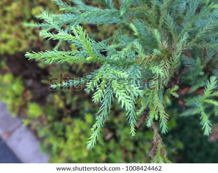 Closeup of pine needles 