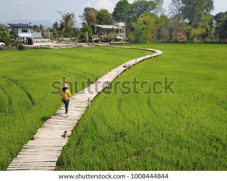 The bridge, bamboo across the rice field beautiful, Use for website/banner background, backdrop, montage menu