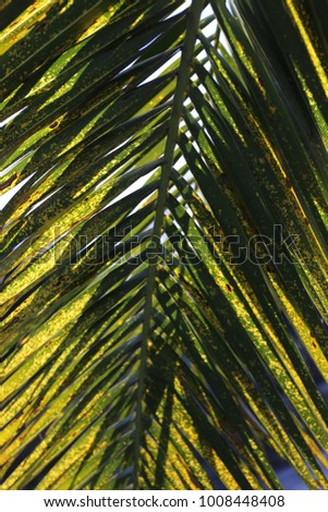 Close up view of a pattern of palm tree colorful leaves. Brown, yellow and green colors lighted by the rising sun. Vegetal surface with oblique lines and shadows. Natural abstract picture.  