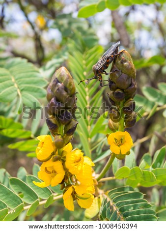 Deadly kissing bug  on a sweet Sweet Broom or senna or yellow flowering Mexican Bush.