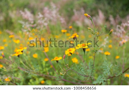 Wild flowers and meadow grasses of central Mexico.