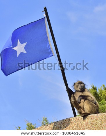Baboon with Somali flag on blue sky background. The Chacma baboon (Papio ursinus), also known as the Cape baboon.