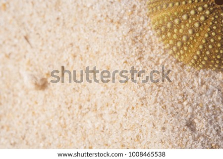 Sea urchin green lies on the sand. Dried shell of the sea urchin without needles located in the corner of the frame on the background of fine sand, close-up. Selective focus