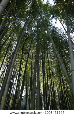 View from below of long bamboo stalks. Picture taken at Montpellier Plants Garden, France. Pattern of green vertical lines with the blue background of the sky. Natural picture of a Bamboo forest.