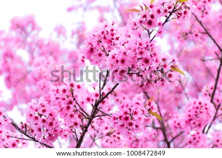 Beautiful of pink cherry flowers Pink Sakura Thailand Loei Province Phu Lom