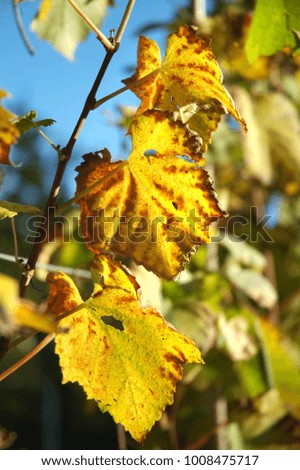 Colorful grapevine tree leaves